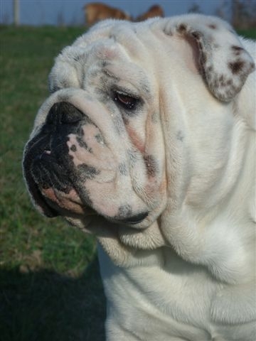 Einstein's génius of Richard Croze