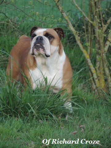 Arctica julianus victor